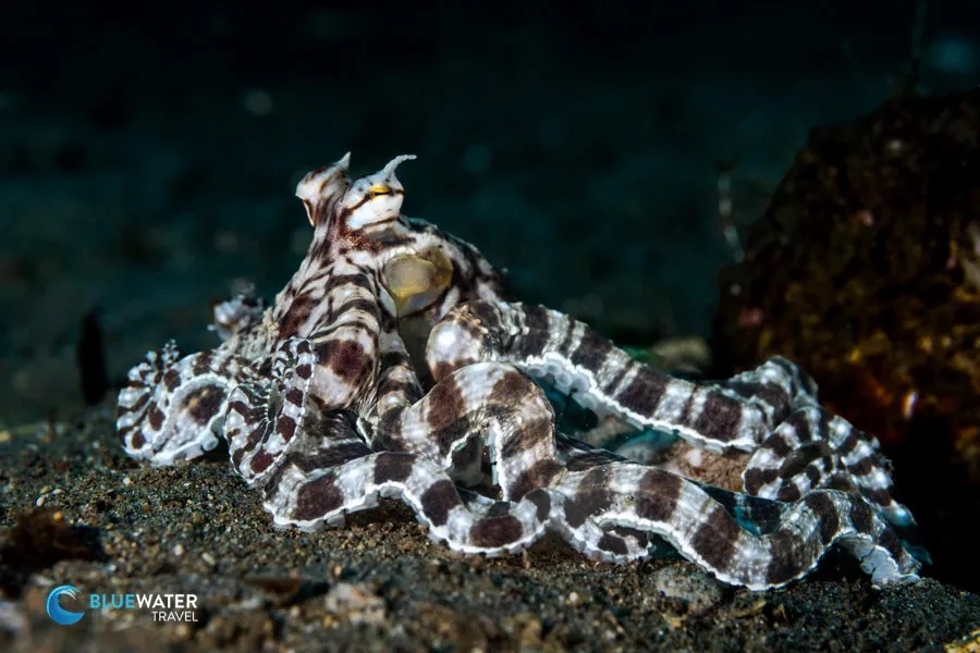 A mimic octopus with brown and white striped arms
