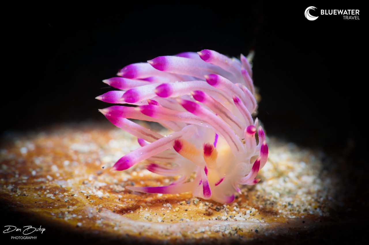 A pink-tipped nudi