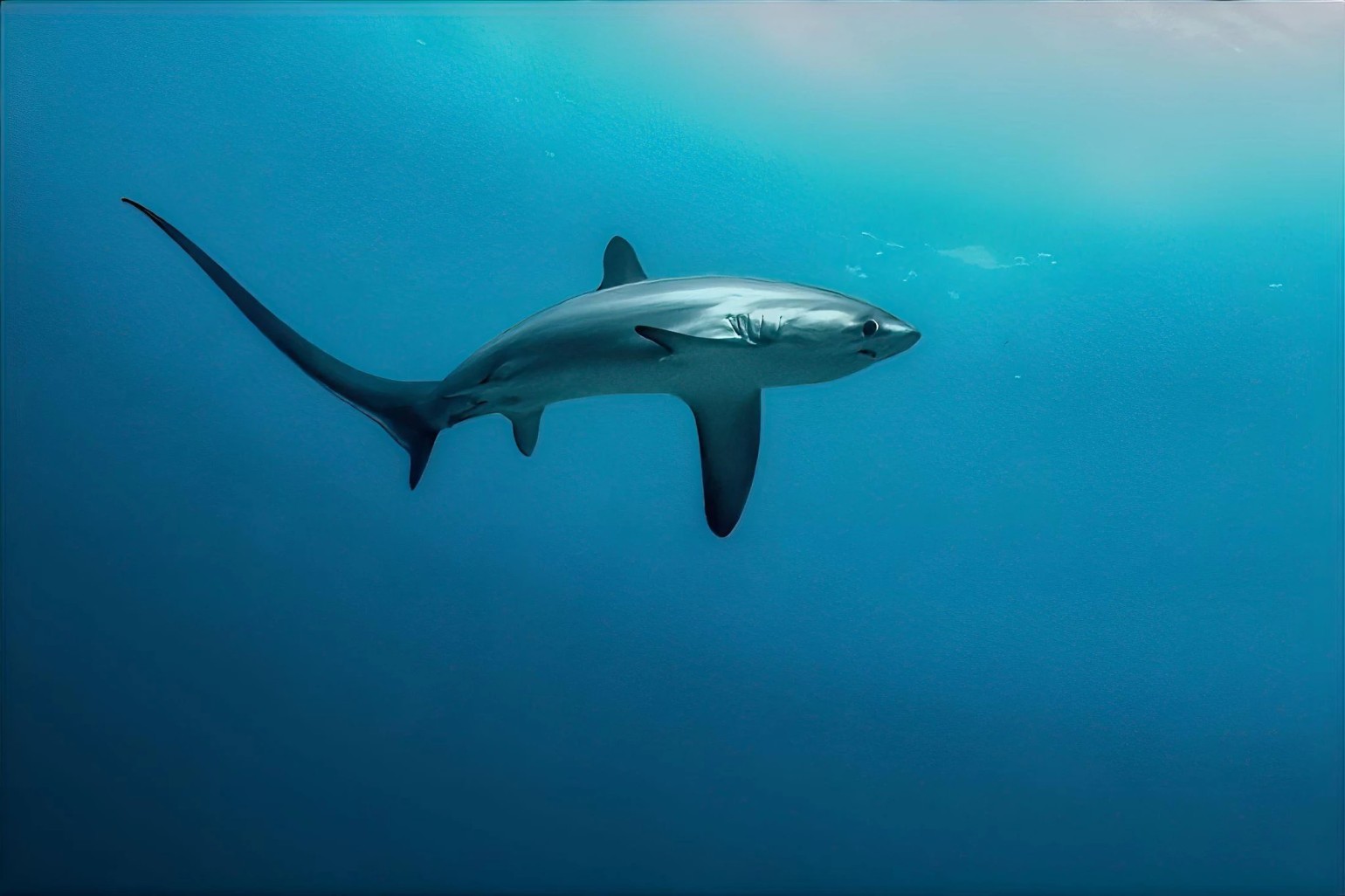 Thresher shark gliding through the blue waters of Fuvahmulah, Maldives
