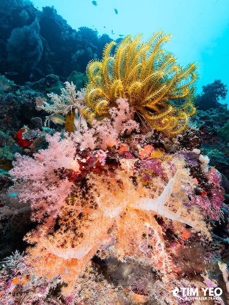 Breathtaking corals in Sipadan