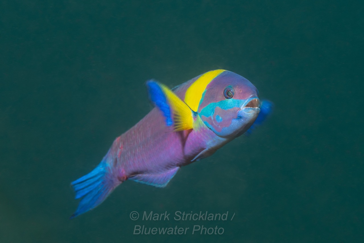 A brightly colored Cortez rainbow wrasse