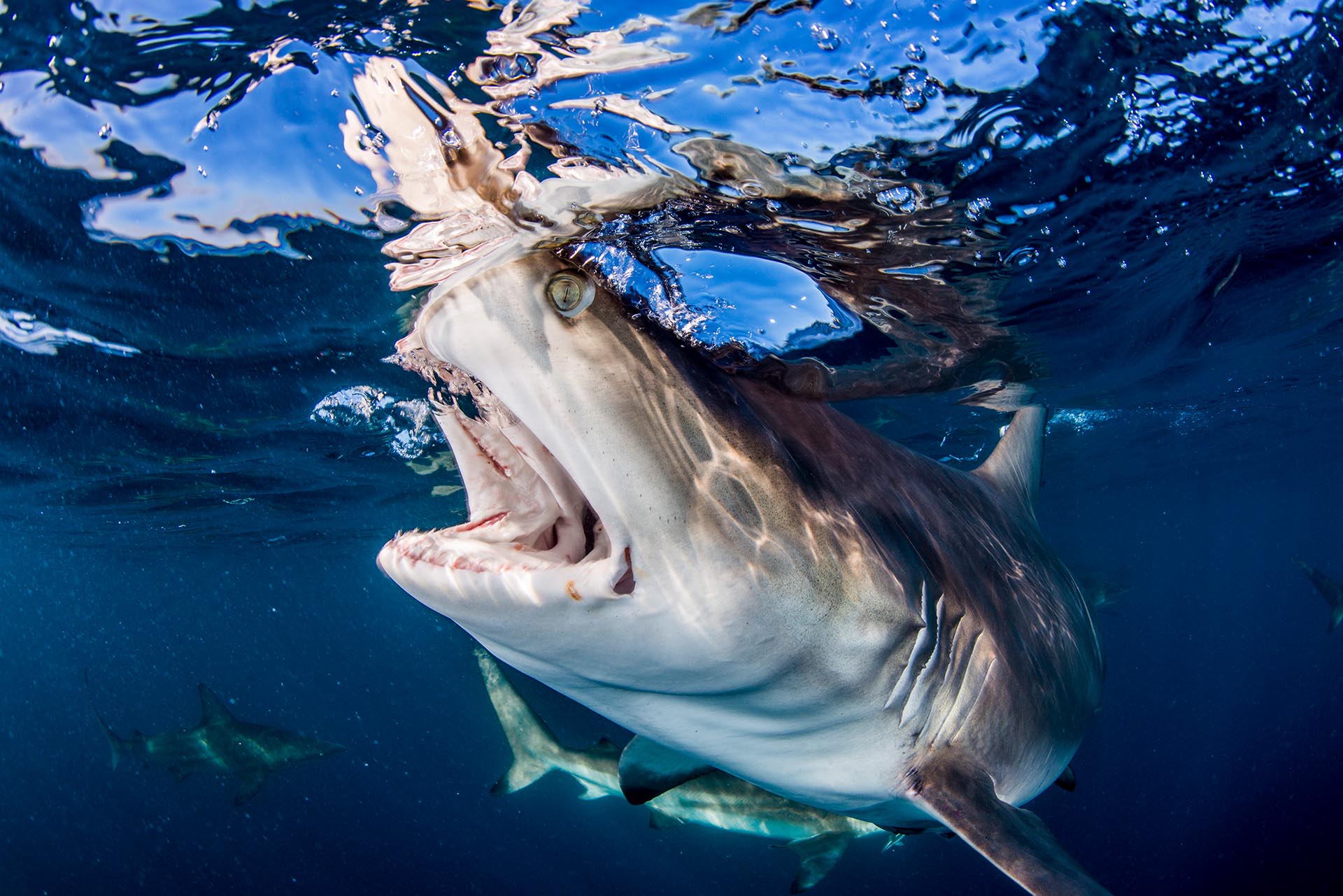 Oceanic blacktip shark in South Africa photographed by Anthony Grote