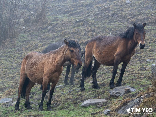 Horses on the mountainside
