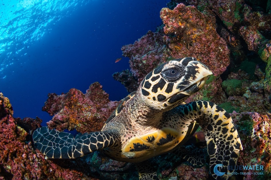 A sea turtle among the corals