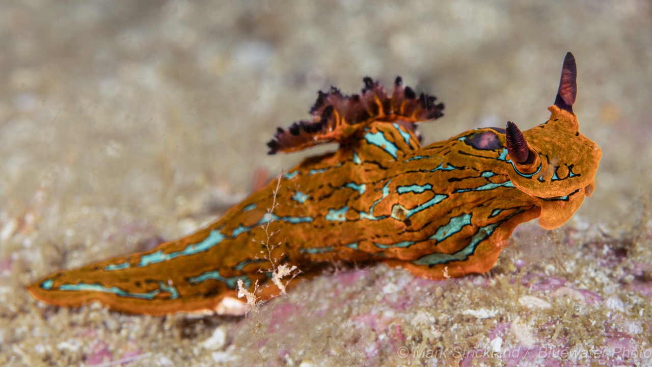 Colorful nudibranch in the Sea of Cortez