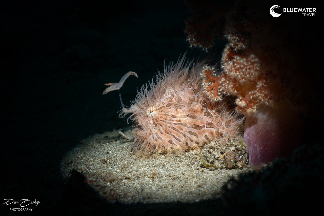 A hariy frogfish