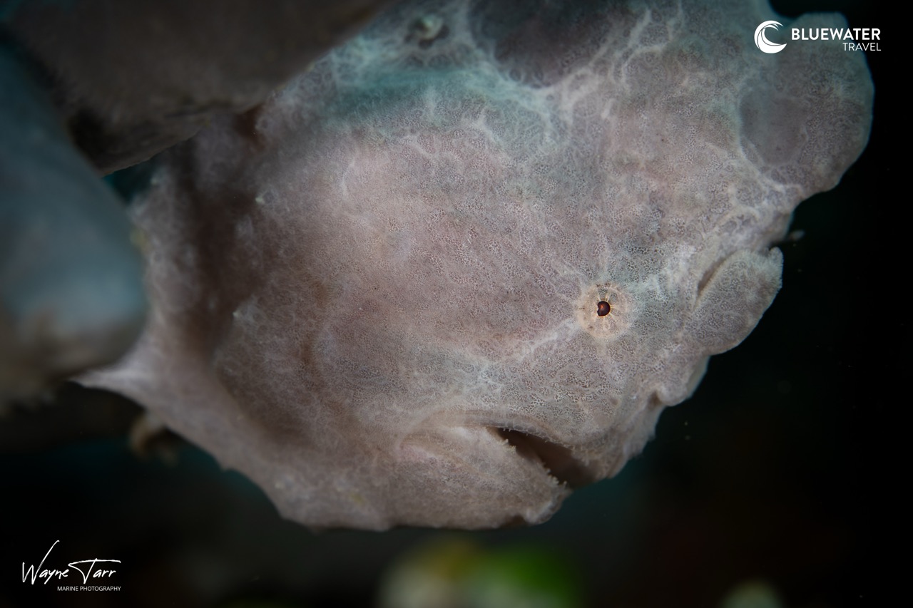 A pale frogfish
