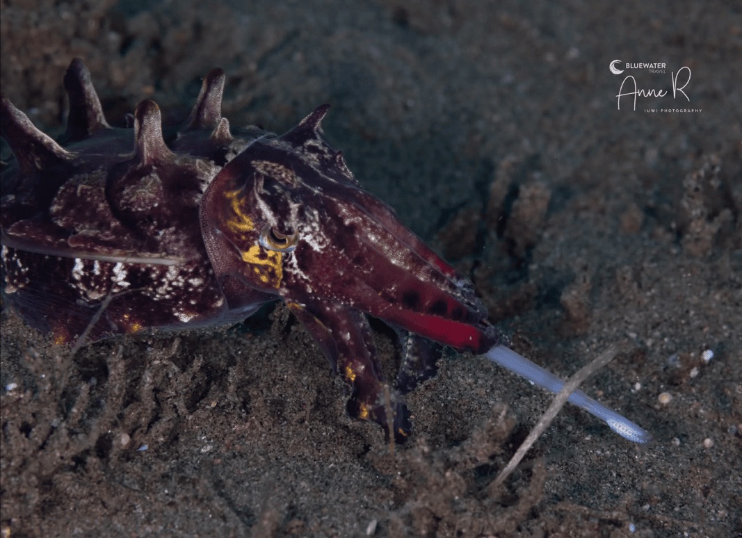 A cuttlefish extending its feeding tentacles toward a pipefish on the sand