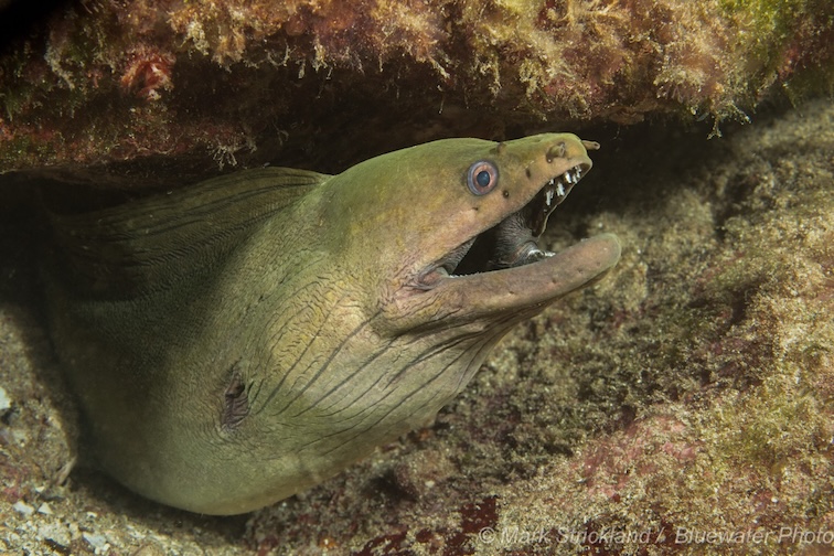 An eel comes out to say hi