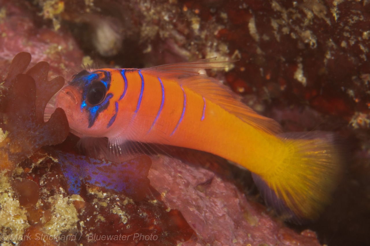 A blue-banded goby