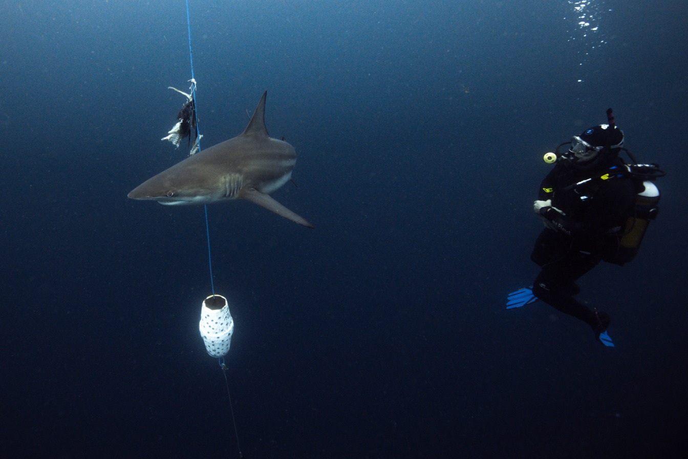 Diver with a scent-bait canister used to attract sharks at Protea Banks, South Africa
