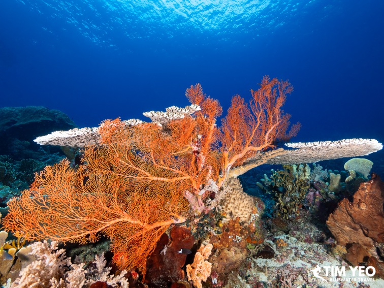 A vibrant orange sea fan coral extending over the reef in Halmahera