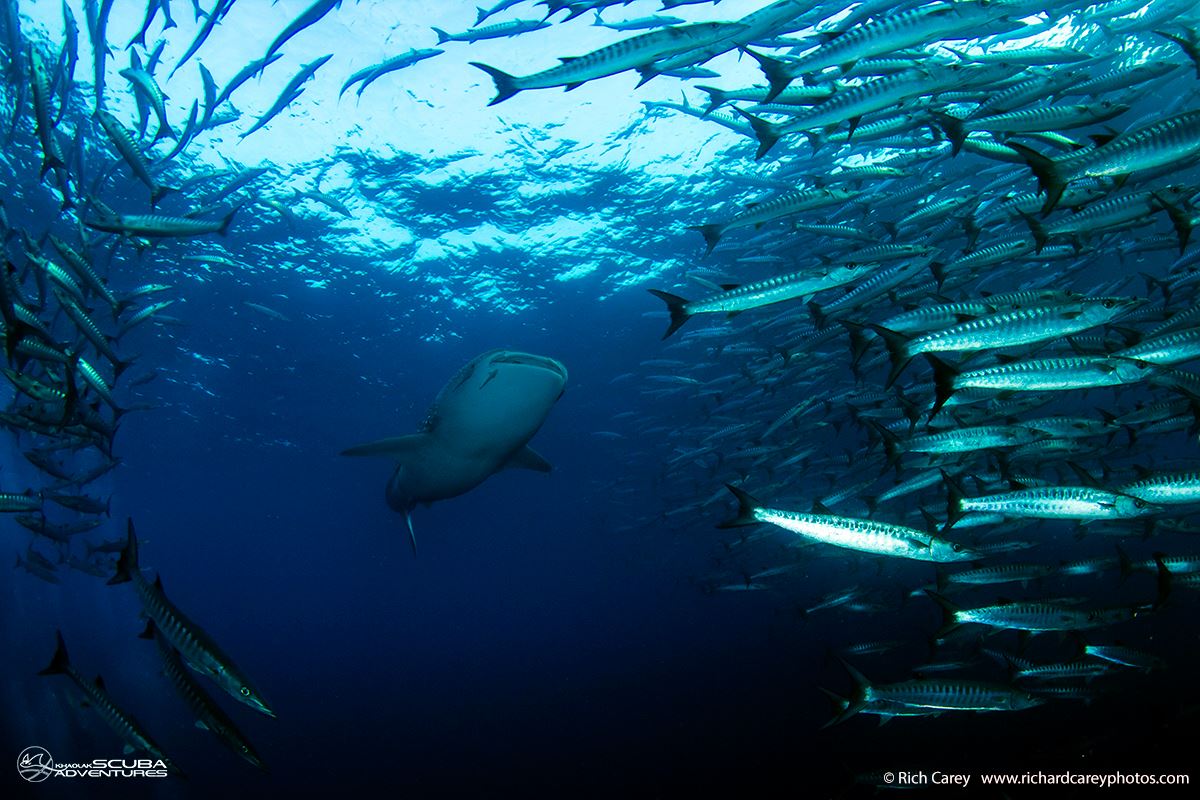Whale shark swimming through a school of barracuda, Similan Islands Thailand.