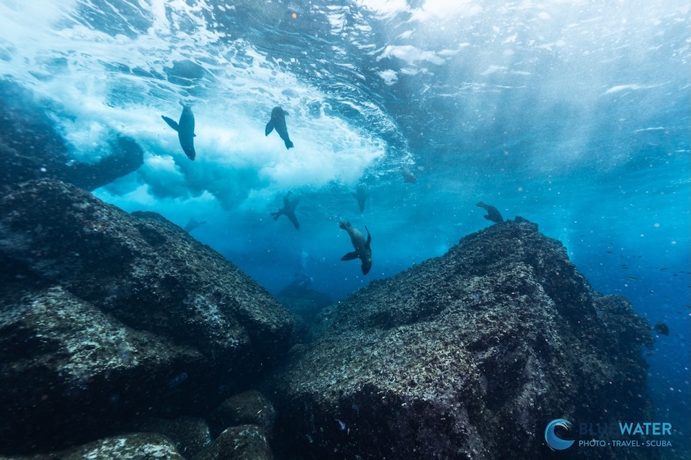Sea lions jumping in the water above
