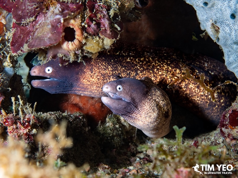 Two White-eyed Morays