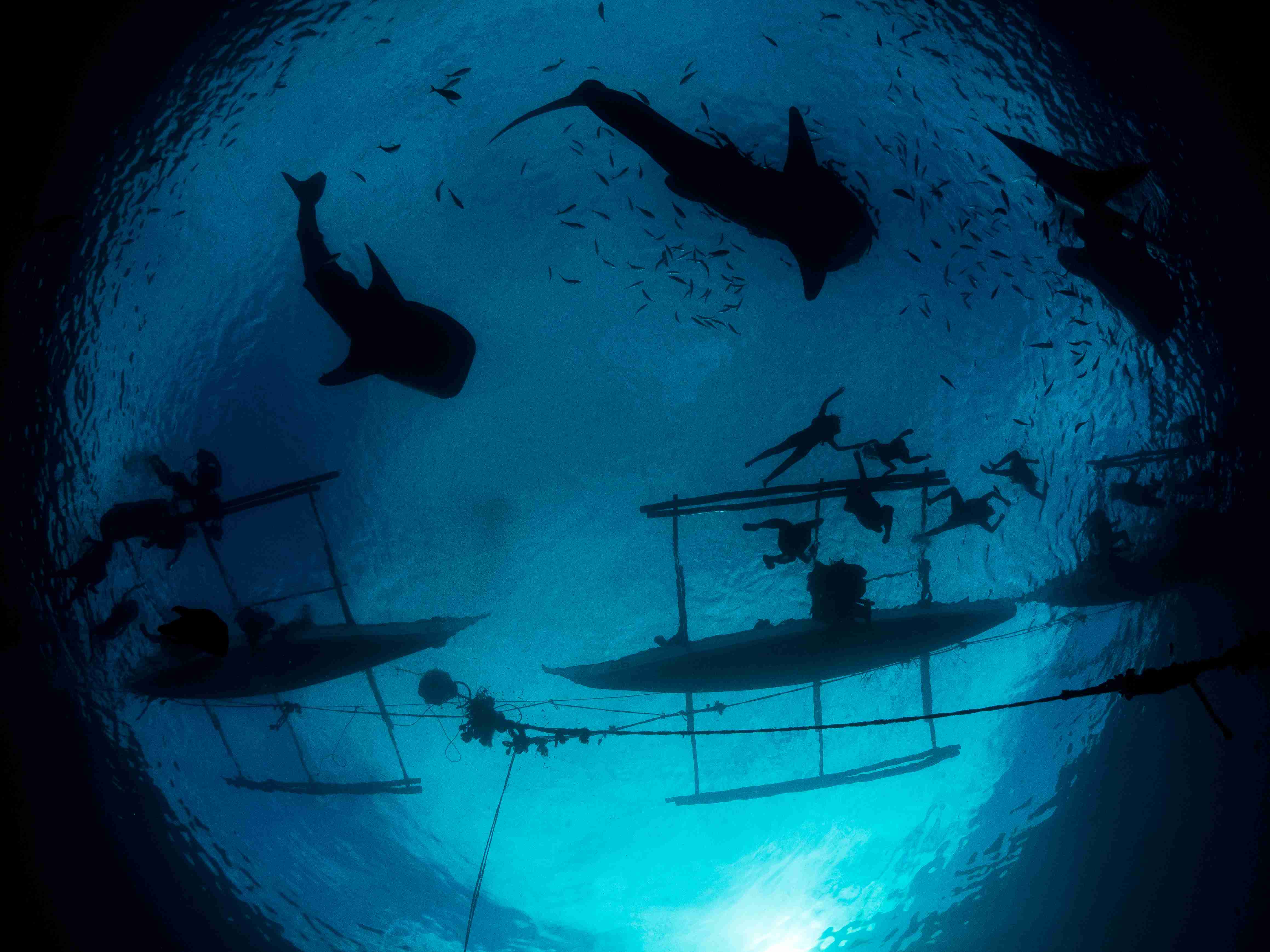 Whale shark in Moalboal, Philippines photographed by Max Holba