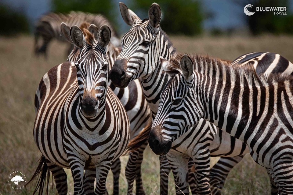 A herd of zebra