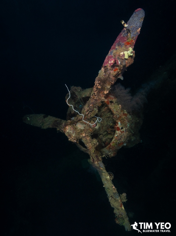 Coral-covered propeller of the sunken Japanese seaplane