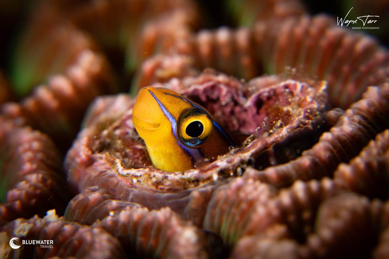A fish pokes its head out of the coral