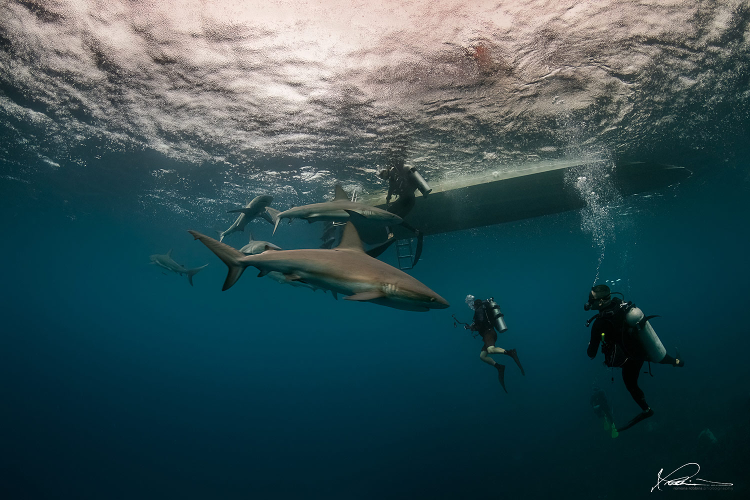 Shark underwater photograph by Romona Robbins Reynolds