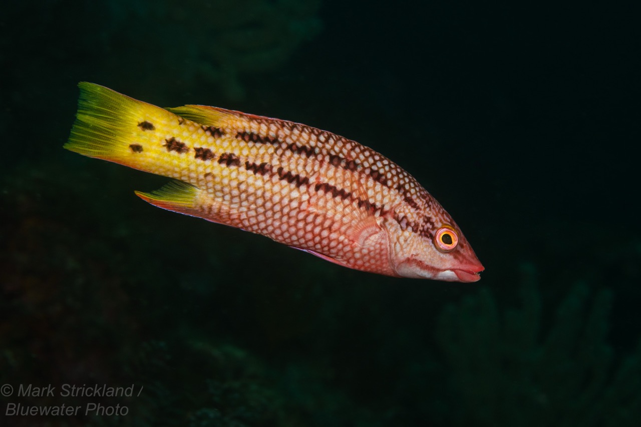 A female Mexican hogfish