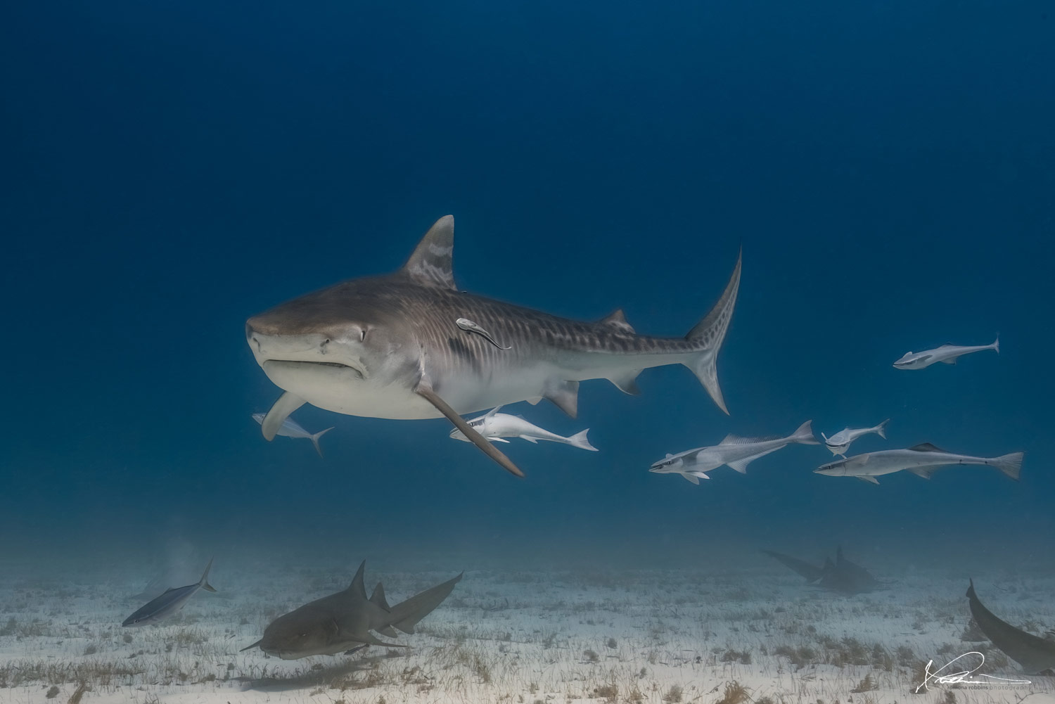 Shark underwater photograph by Romona Robbins Reynolds