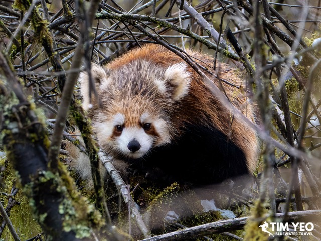 Red panda in a tree