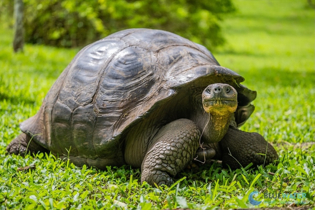 A Galapagos giant tortoise