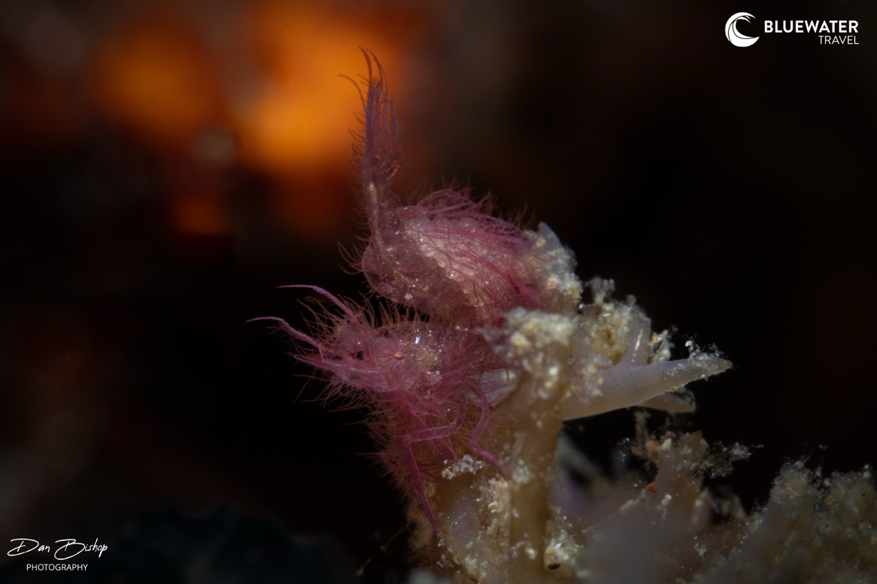 Macro photography subjects in Anilao