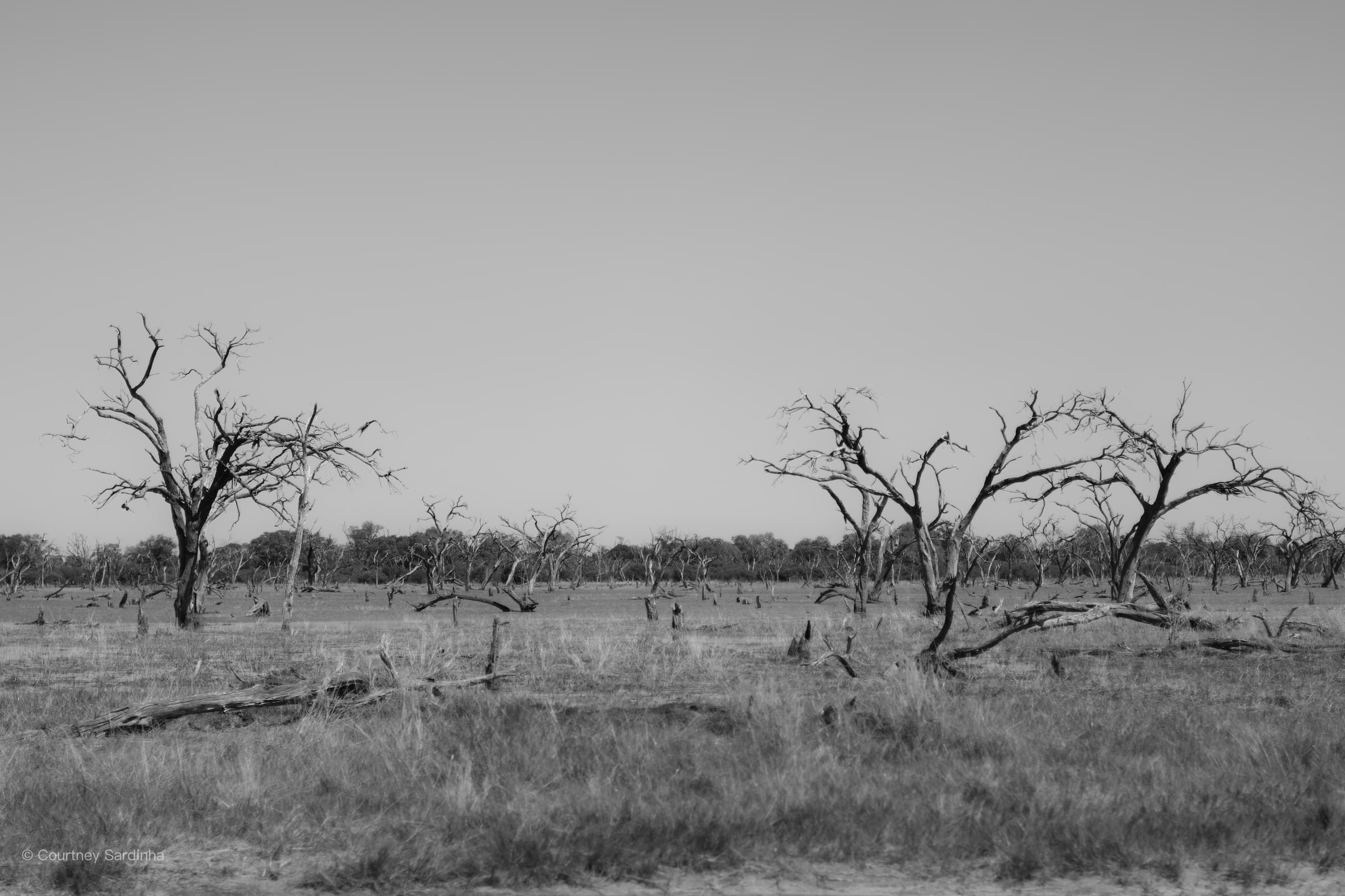 The well-known dead tree forest and a welcome into Khwai.
