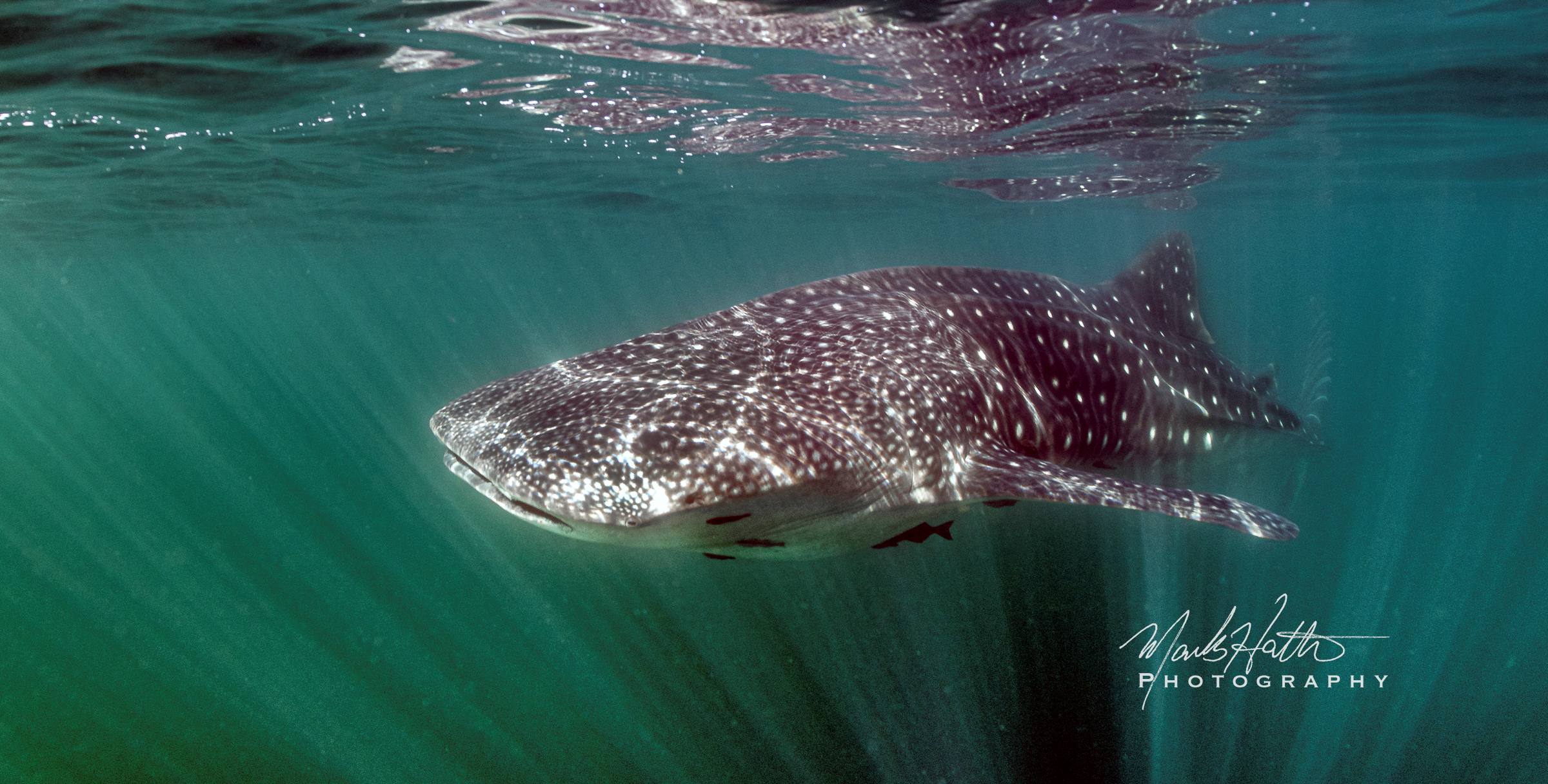 Shark photograph by Mark Hatter