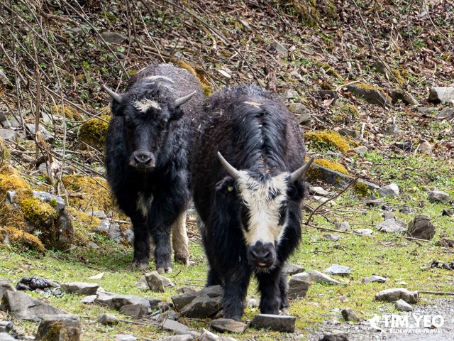 A couple of cows