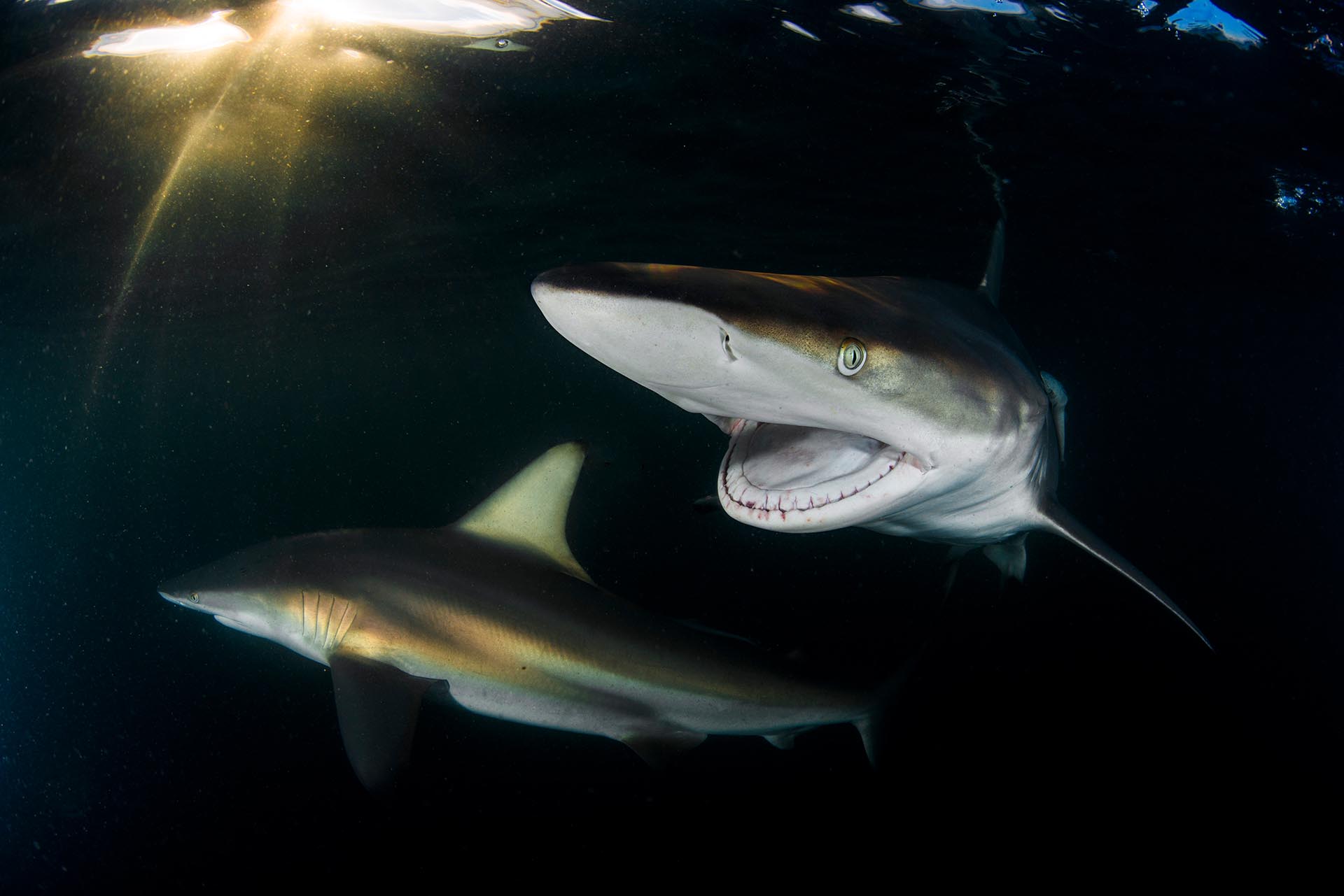 Oceanic blacktip shark close-up in South Africa photographed by Anthony Grote