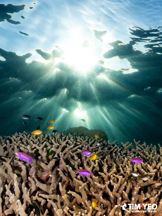 Colorful anthias over hard coral with sunlight streaming through the surface