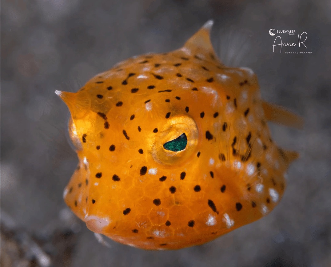 Close-up of a juvenile yellow boxfish with black spots