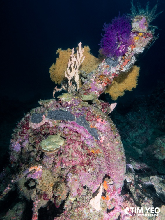 Colorful sponges and coral growing on machinery at White Beach