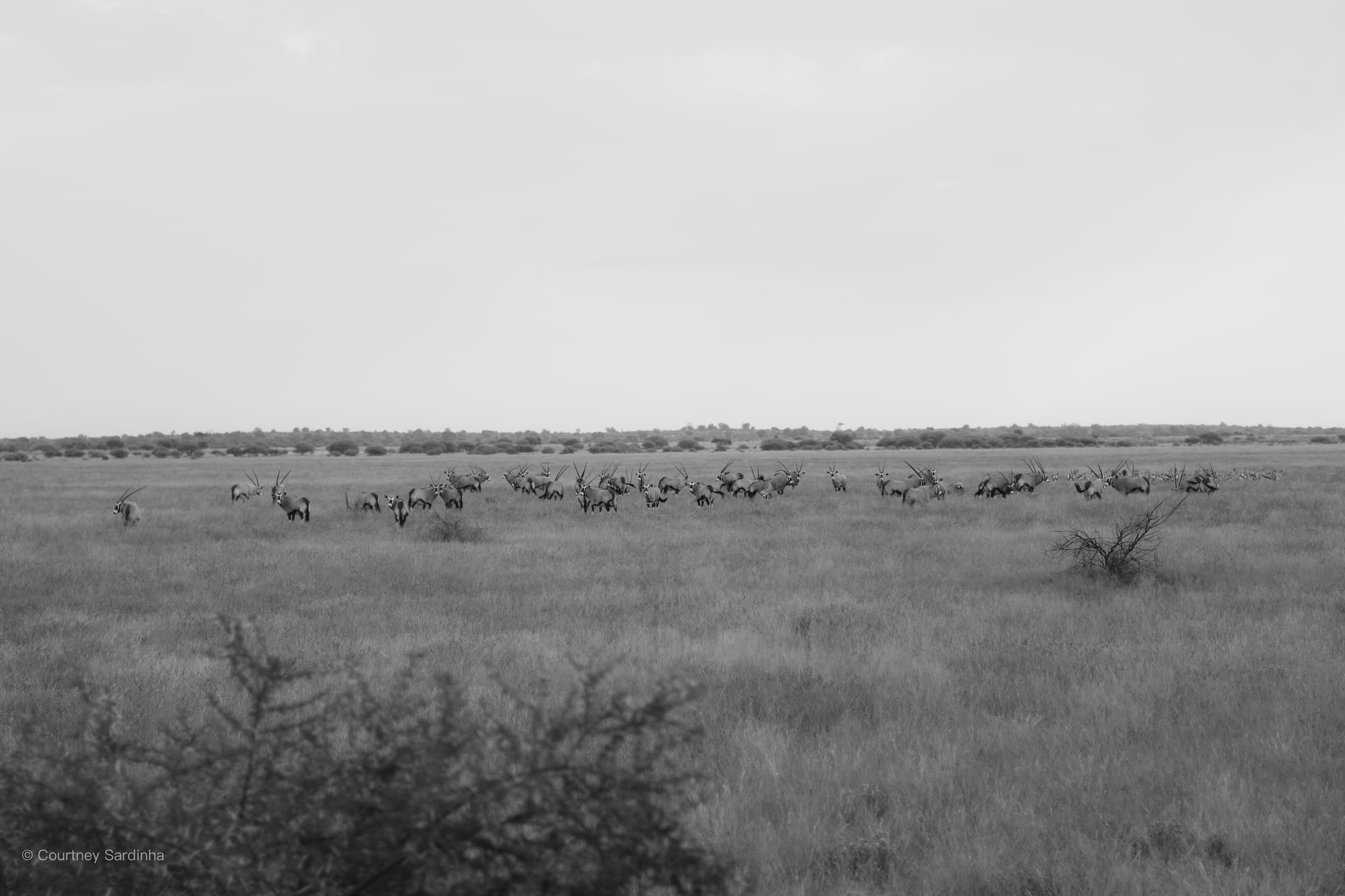 Welcome to the Central Kalahari