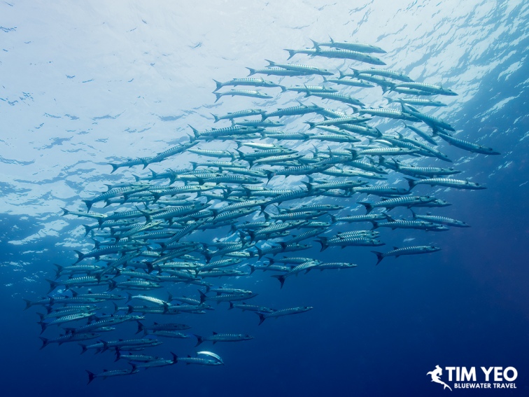 Large school of barracuda swimming near the surface, Solomon Islands