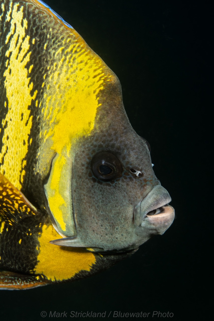 Angel fish in the Sea of Cortez