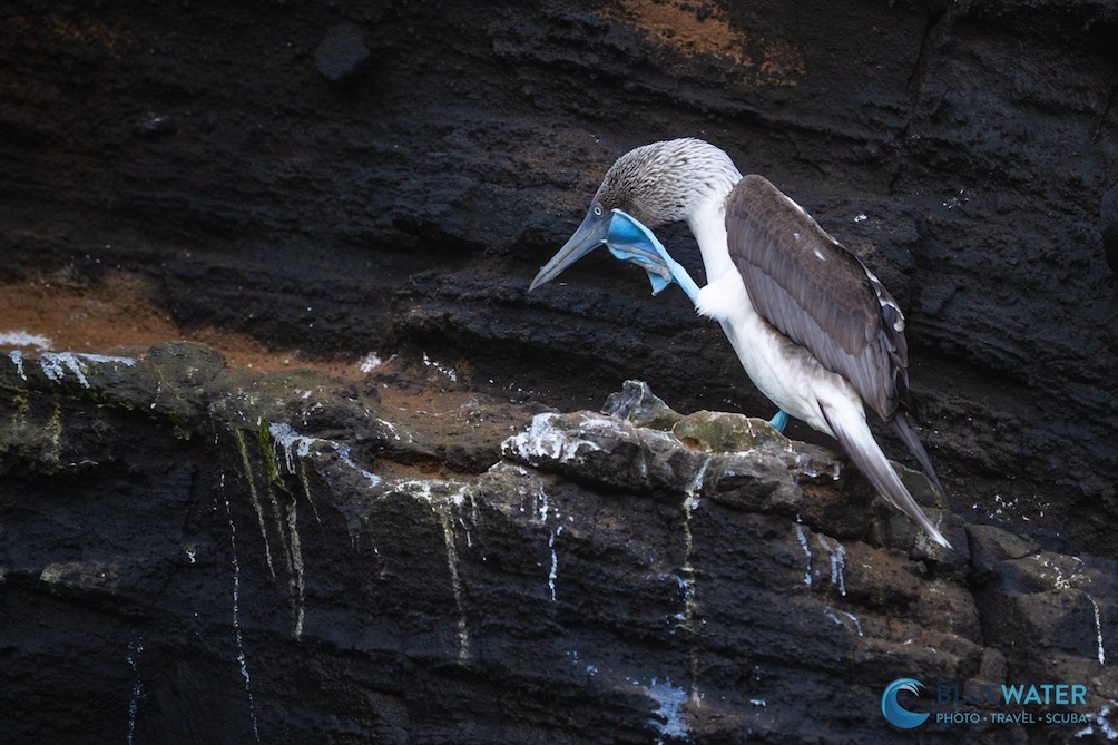 Blue-footed boobies in the Galapagos