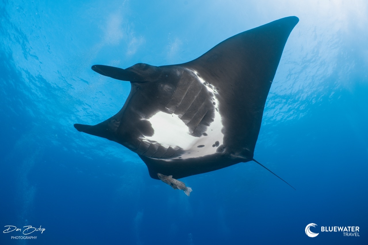 A giant black manta swims gracefully