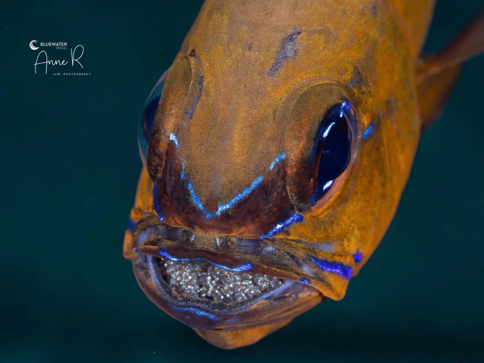 Close-up of a reef fish during a Dumaguete dive