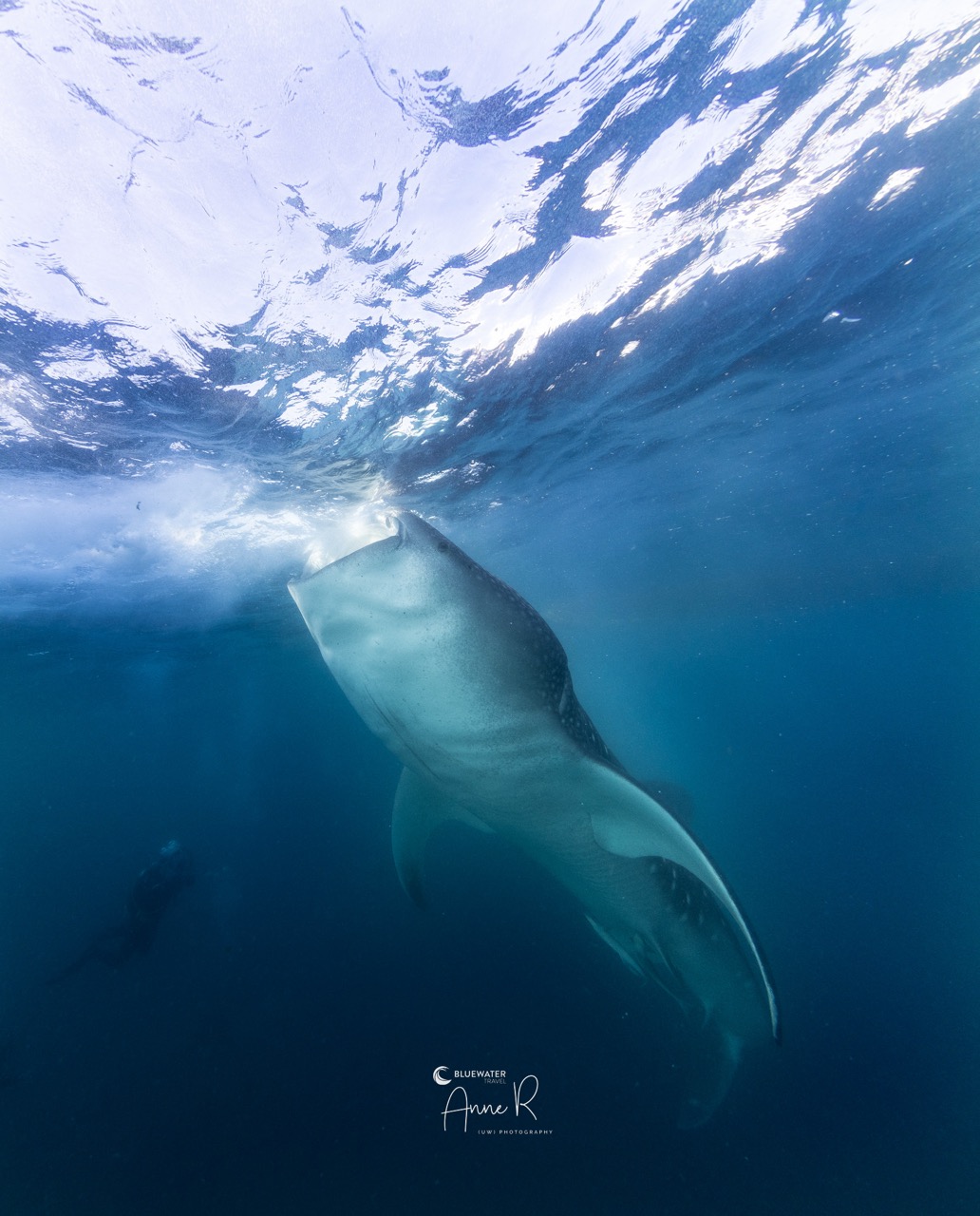 A whale shark feeding