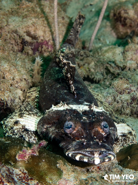 Crocodilefish camouflaged on the seafloor