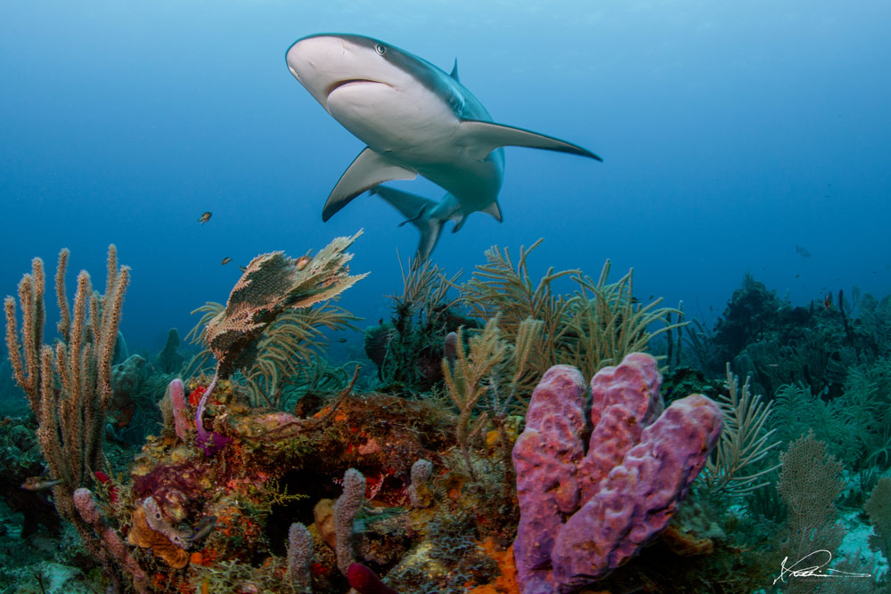 Shark underwater photograph by Romona Robbins Reynolds