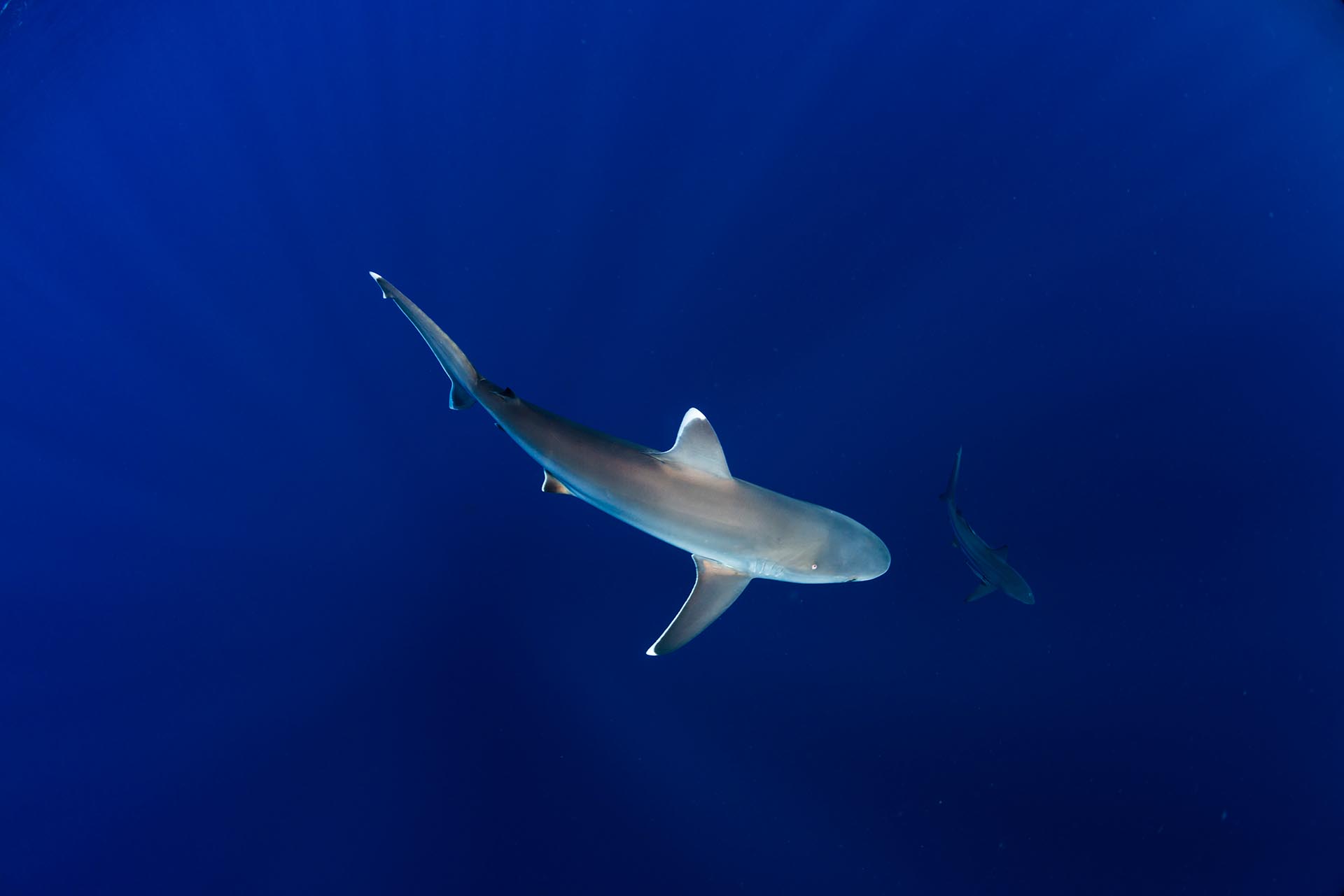 Silvertip shark in South Africa photographed by Anthony Grote