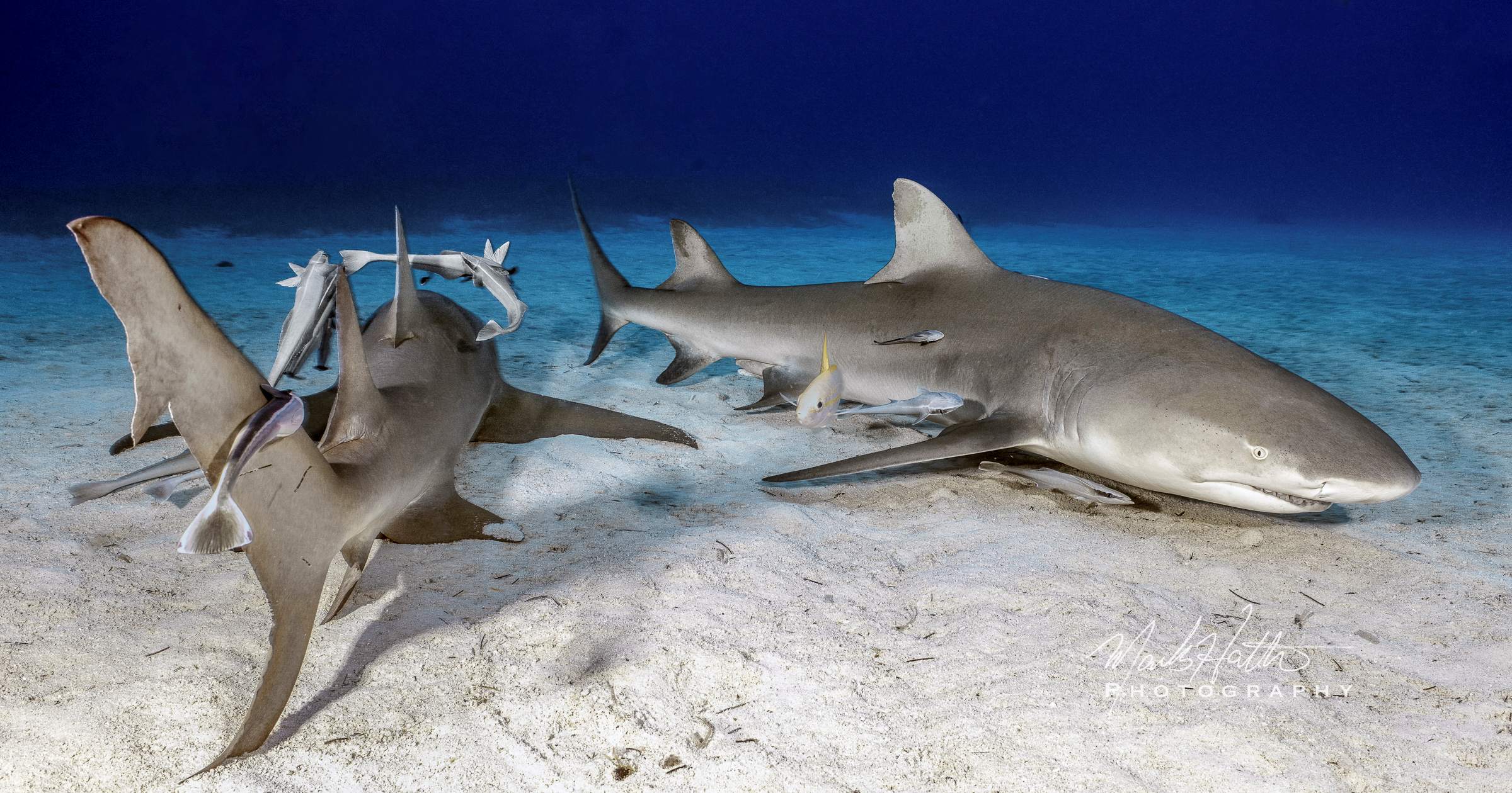 Shark photograph by Mark Hatter