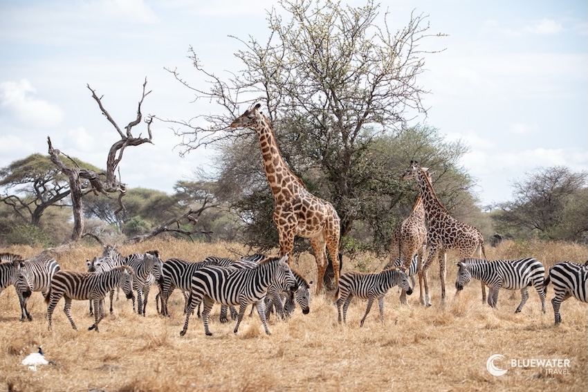 A herd of zebra and giraffe