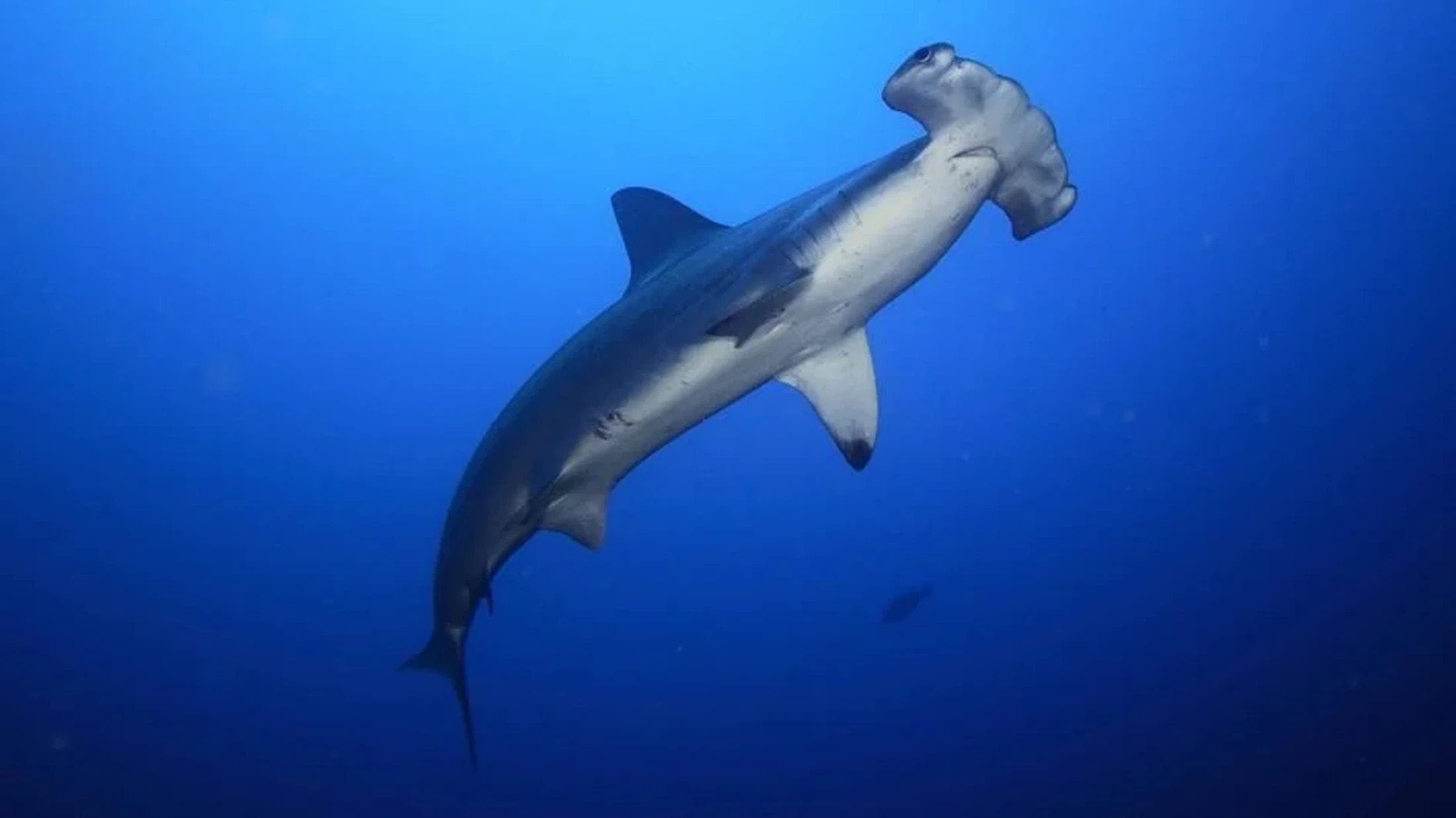 Scalloped hammerhead shark seen on a dive in Fuvahmulah, Maldives