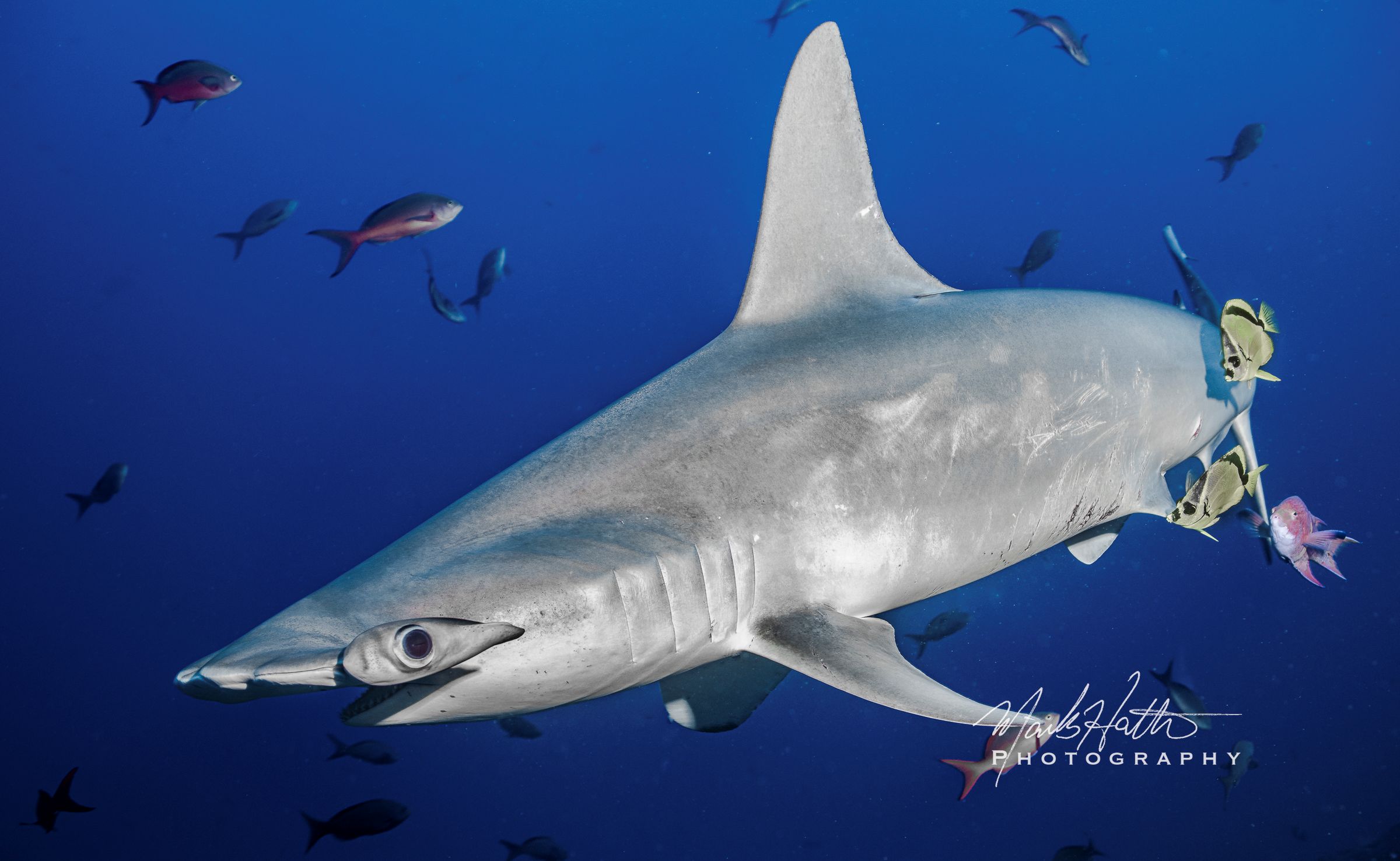 Shark photograph by Mark Hatter